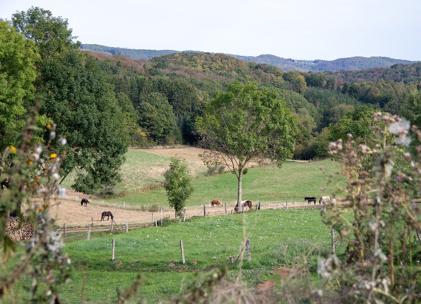 Weiden des Islandpferdehofs Roderath in der Eifel bei Nettersheim